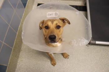 Rescue Shepherd Dogs for Adoption in Houston, Texas - Poppy | PetCurious