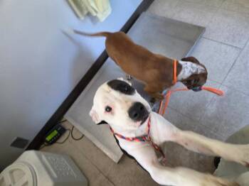 RITZVILLE -  Pit Bull Terrier and Mixed Breed Dog for Adoption in Kent, Washington - RITZVILLE | PetCurious