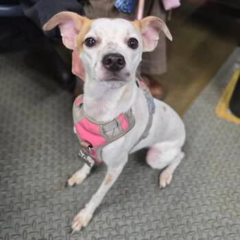 Kyana -  Rat Terrier Dog Available for Adoption in Wahiawa, Hawaii - Kyana | PetCurious