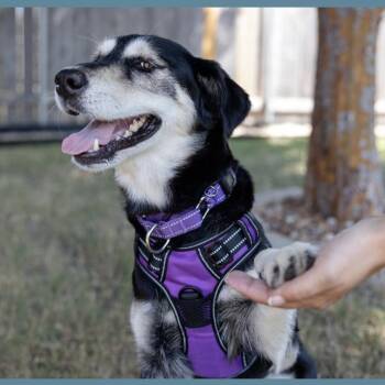 Rescue Siberian Husky and Shepherd Dogs for Adoption in Pflugerville, Texas - Ellie | PetCurious