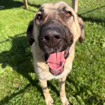 Cookie (found with Dough) -  Anatolian Shepherd Dog for Adoption - Cookie (found With Dough) | PetCurious