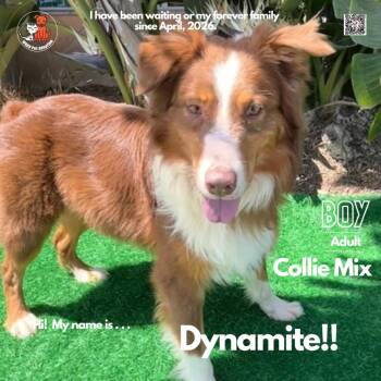 Collie and Mixed Breed Dogs Available for Adoption in Westminster, California - Dynamite | PetCurious