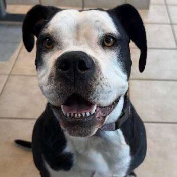 Penny Dot -  English Bulldog and Mixed Breed Dog for Adoption in Northbrook, Illinois - Penny Dot | PetCurious