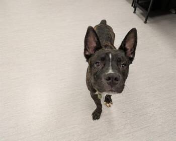 Rescue Pit Bull Terrier and Mixed Breed Dogs for Adoption in Colorado Springs, Colorado - GESPATCHO | PetCurious