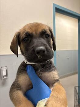 BALE -  German Shepherd Dog and Mixed Breed Dog for Adoption in Las Vegas, Nevada - BALE | PetCurious
