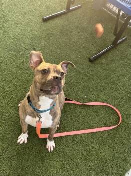 Twinkle Toes -  Mixed Breed Dog for Adoption - Twinkle Toes | PetCurious