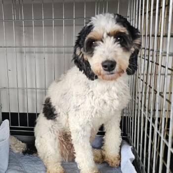 Polly -  Cockapoo Dog for Adoption in Normal, Illinois - Polly | PetCurious
