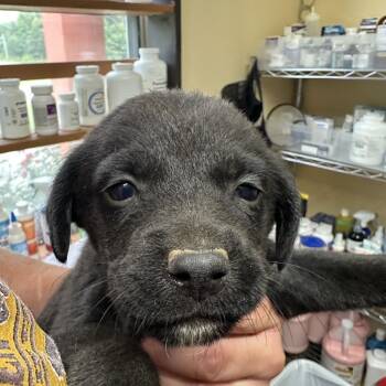 Jethrine -  Mixed Breed and Australian Shepherd Dog for Adoption in Corinth, Mississippi - Jethrine | PetCurious