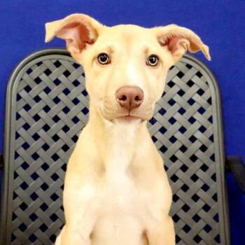 Rosie -  Labrador Retriever Dog for Adoption in Fort Davis, Texas - Rosie | PetCurious