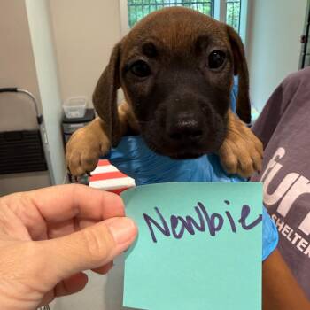 Newbie 22433 -  Basset Hound and Labrador Retriever Dog for Adoption in Cumming, Georgia - Newbie 22433 | PetCurious
