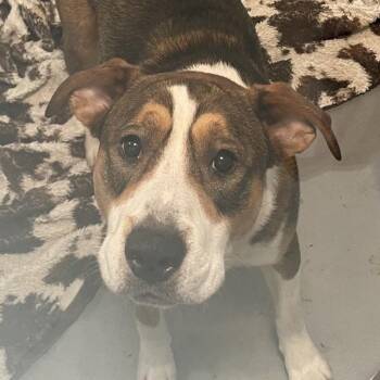 Terrier Dogs Available for Adoption in Des Moines, Iowa - Benito | PetCurious