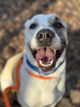 Great Pyrenees Dogs Available for Adoption - Medusa (ID 45493/ 852) | PetCurious