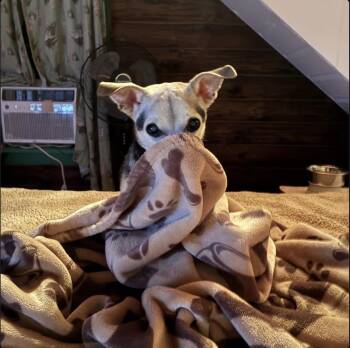 Rescue Chihuahua Dogs for Adoption in New York, New York - Tyler | PetCurious