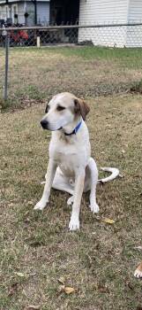 Rescue Australian Cattle Dog Blue Heeler and Great Pyrenees Dogs for Adoption in Dallas, Texas - Bubs J | PetCurious