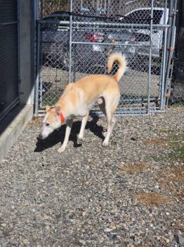 Labrador Retriever Dogs Available for Adoption in Lunenburg, Vermont - Buddy | PetCurious