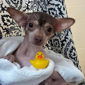 Rescue Mixed Breed Dogs for Adoption in Fredericksburg, Virginia - Burrito | PetCurious