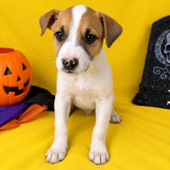 Edward -  Jack Russell Terrier Dog for Adoption in Fresno, California - Edward | PetCurious