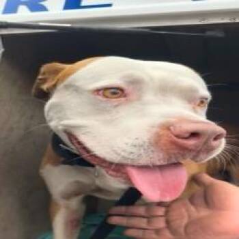 American Bulldog Dogs Available for Adoption in West Palm Beach, Florida - Pork Pie | PetCurious