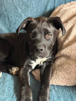 Rescue Boxer and Pit Bull Terrier Dogs for Adoption in Richmond, Virginia - Macaroon | PetCurious