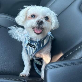 Maltese Dogs Available for Adoption in Ramona, California - Sampson | PetCurious