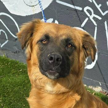 FOSTER OR FOSTER-TO-ADOPT NEEDED * Nashua -  Leonberger and Mixed Breed Dog Available for Adoption - FOSTER OR FOSTER-TO-ADOPT NEEDED * Nashua | PetCurious