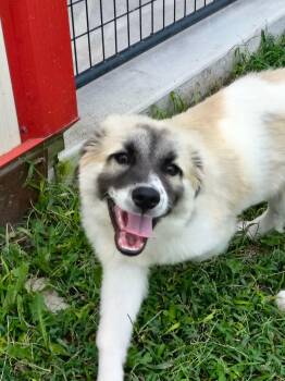 Bruno -  Anatolian Shepherd Dog for Adoption in Stover, Missouri - Bruno | PetCurious