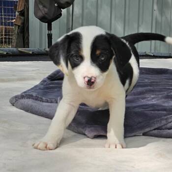 Pointer and Mixed Breed Dogs Available for Adoption in Cleveland, Texas - Eden | PetCurious