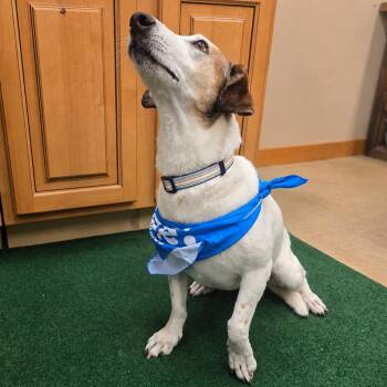 Cotton -  Dachshund and Mixed Breed Dog for Adoption in Wickenburg, Arizona - Cotton | PetCurious