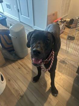 Maggie -  Great Dane Dog for Adoption in Pine Beach, New Jersey - Maggie | PetCurious