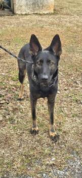 Dutch Shepherd Dogs Available for Adoption - Zoey - Not At Shelter (Joan) | PetCurious