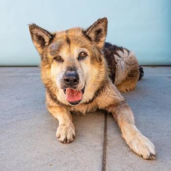 QUEEN -  German Shepherd Dog Dog for Adoption in Pasadena, California - QUEEN | PetCurious