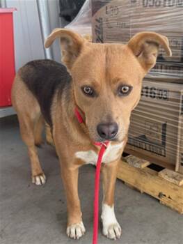 Rescue Shepherd Dogs for Adoption in Thousand Oaks, California - Honey -- LONGTIME RESIDENT!! | PetCurious