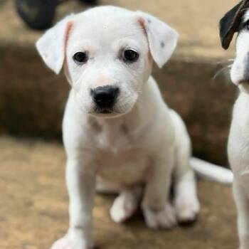 Fern -  Labrador Retriever Dog for Adoption in Raleigh, North Carolina - Fern | PetCurious