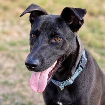 Shepherd and Labrador Retriever Dogs Available for Adoption in Brookeville, Maryland - Minnie | PetCurious