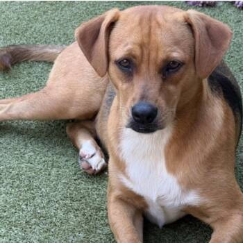 Terrier Dogs Available for Adoption - CHATHAM | PetCurious