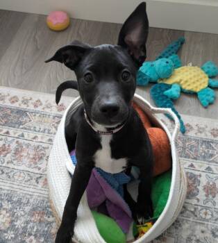 Gwen -  American Staffordshire Terrier Dog for Adoption in Logan, Utah - Gwen | PetCurious