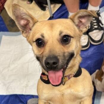 Rescue Chihuahua and Mixed Breed Dogs for Adoption in Las Vegas, Nevada - Ovidio RR CA PDR | PetCurious