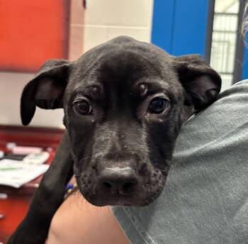 Polly -  Labrador Retriever Dog for Adoption in Golden, Colorado - Polly | PetCurious