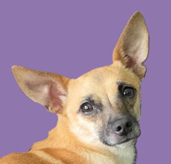 Emilio -  Chihuahua Dog for Adoption in Savannah, Georgia - Emilio | PetCurious