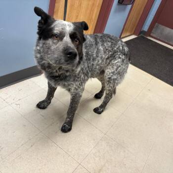 Australian Cattle Dog Blue Heeler and Mixed Breed Dogs Available for Adoption in Saint Joseph, Missouri - Max | PetCurious
