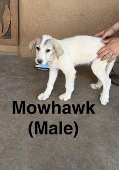Mohawk -  Great Pyrenees Dog for Adoption in Tucson, Arizona - Mohawk | PetCurious