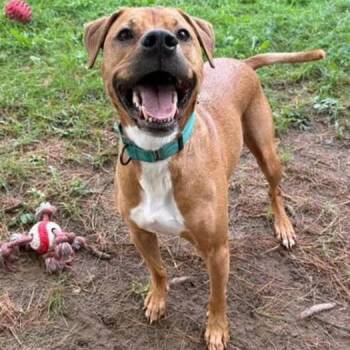 Waylon (Courtesy Post) -  Mixed Breed Dog for Adoption - Waylon (Courtesy Post) | PetCurious