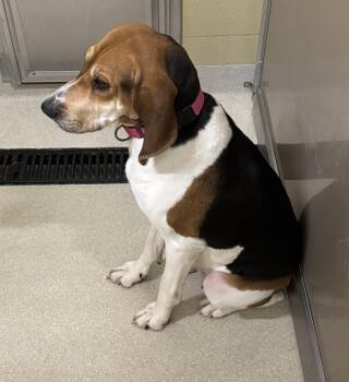 Rescue Hound Dogs for Adoption in Ashland, Ohio - Fern | PetCurious