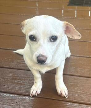 Chihuahua Dogs Available for Adoption - Peaches | PetCurious