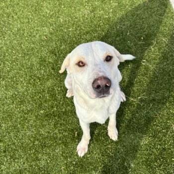 Rescue Great Pyrenees and Labrador Retriever Dogs for Adoption in Fayetteville, Arkansas - Dusty | PetCurious