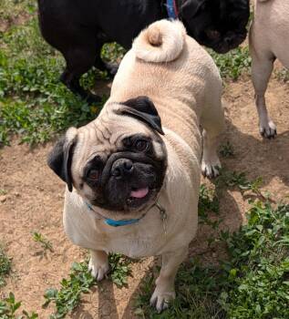 Pug Dogs Available for Adoption in Benton, Kansas - Izzy | PetCurious