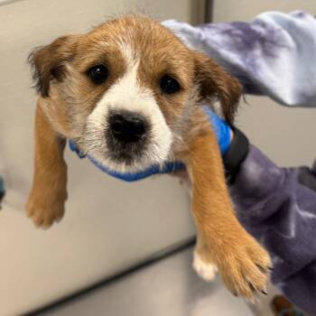 112788 -  Mixed Breed Dog for Adoption in Las Cruces, New Mexico - 112788 | PetCurious