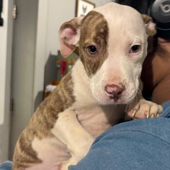 Mixed Breed Dogs Available for Adoption in Wappingers Falls, New York - Miss Tater | PetCurious