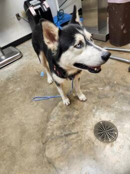 Husky Dogs Available for Adoption in Lockhart, Texas - Morticia | PetCurious