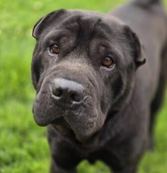 Shar Pei Dogs Available for Adoption in Normal, Illinois - Max | PetCurious